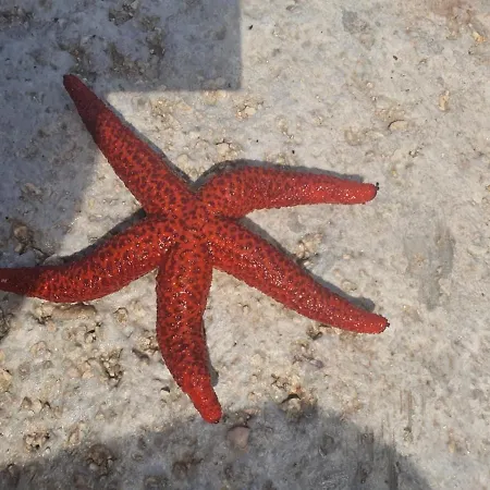 Appartamento Darla Sea View